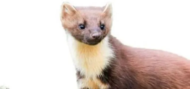 İstanbul'da sansar alarmı