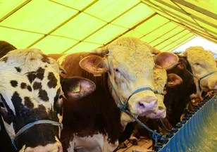 A Haber canlı yayınında kurban pazarlığı! Bayrama sayılı günler kaldı