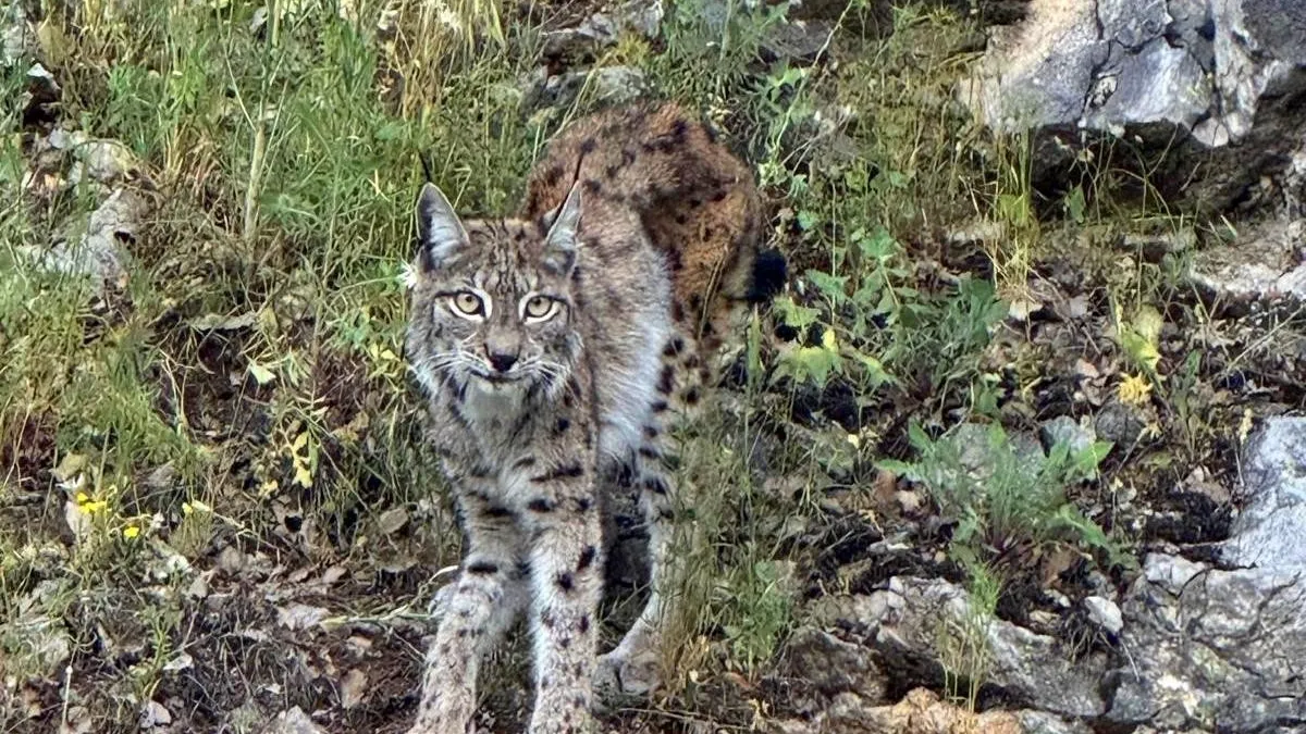 "Ormanın hayaleti" vaşak Kemaliye'de görüntülendi
