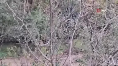 Adana’da erik ağacı çiçek açtı