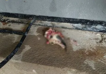 İzmir'de vahşet! 5 kedi başları ve patileri kesik halde bulundu