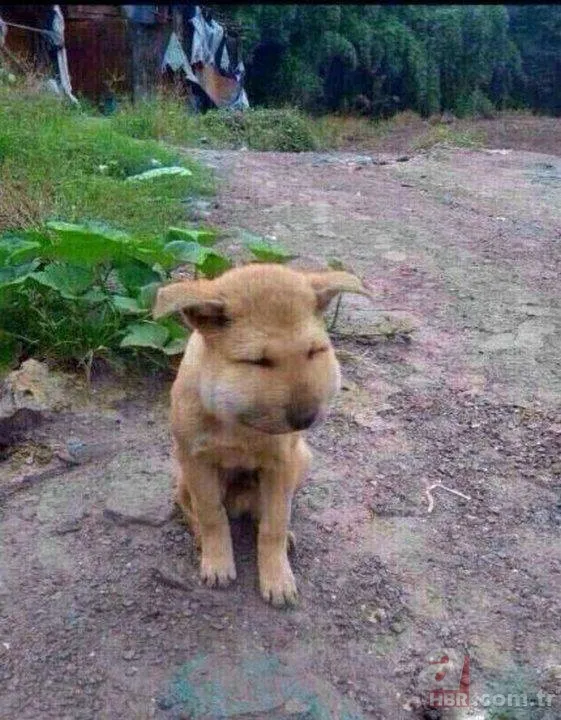 Onları görenler şaştı kaldı! 24