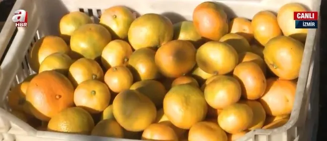 Satsuma mandalinasında hasat zamanı! Rekolte beklentisi ne durumda?