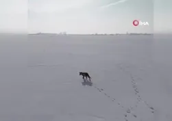 Kars’ta tilkinin dron ile imtihanı