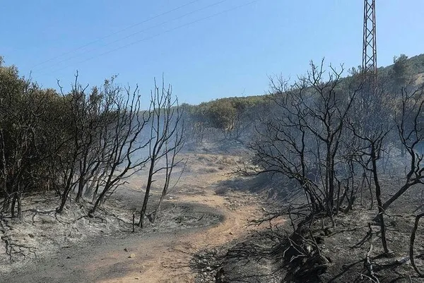 Son dakika: Çanakkale Ezine'deki orman yangını kontrol altına alındı - 1
