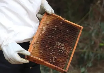 Adana'da narenciye balının hasadı başladı