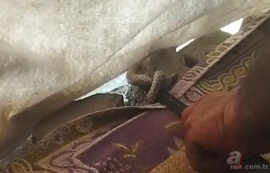Çadırda yılan paniği! Demir çubukla... 🐍 1