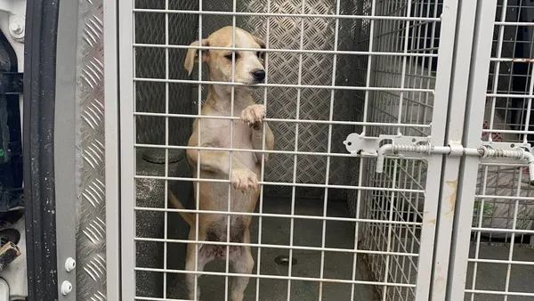 1616485233769.jpg Ölüme terk etmişlerdi! Sürekli havlaması sayesinde kurtarıldı - 2