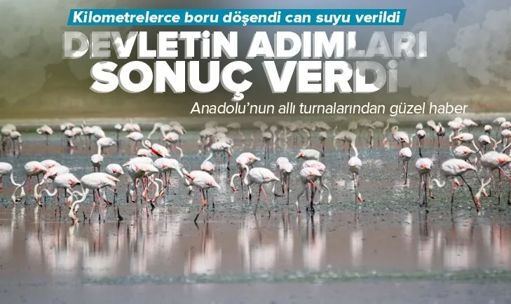 Devletin attığı adımlar sonuç verdi: Flamingolar kurtuldu göçe hazırlanıyor