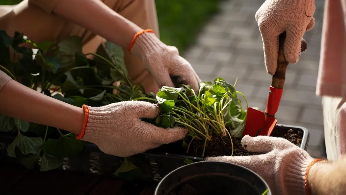 Bahçenizi saksılarınızı şenlendirecek! Kasım ayında ekilecek bitkiler listesi!