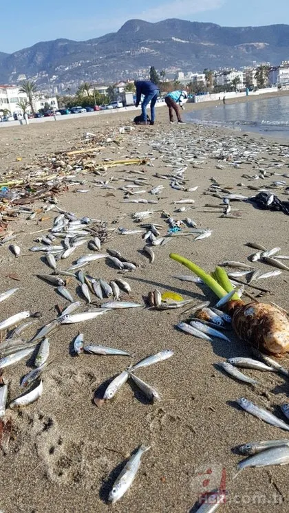 Alanya’da sahile ölü gümüş balıkları vurdu