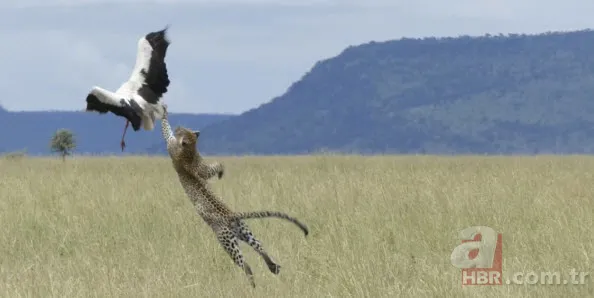 Böylesini daha önce hiç görmediniz 34