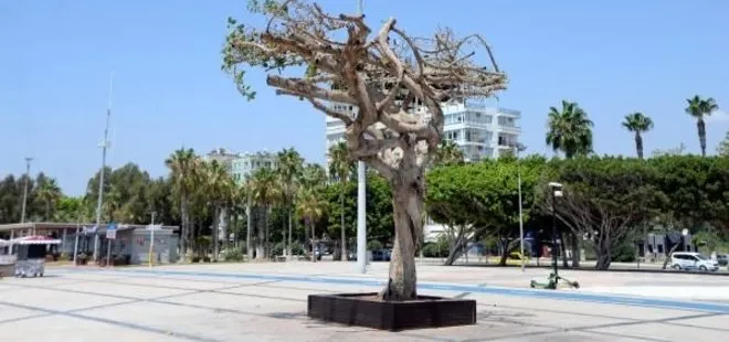 Mersin’deki Özgecan Aslan Barış Meydanı’ndaki ağacın nasıl zehirlendiği ortaya çıktı! CHP kumpasına fondaş çanak tuttu
