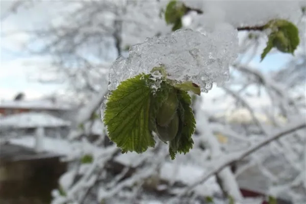 Meteoroloji'den son dakika hava durumu açıklaması! İstanbul ve birçok il için kuvvetli yağış uyarısı | 24 Ocak 2021 hava durumu - 9