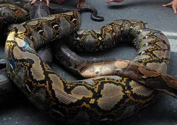 Avustralya’da piton dehşeti! 5 yaşındaki çocuğu ısırarak havuza çekti