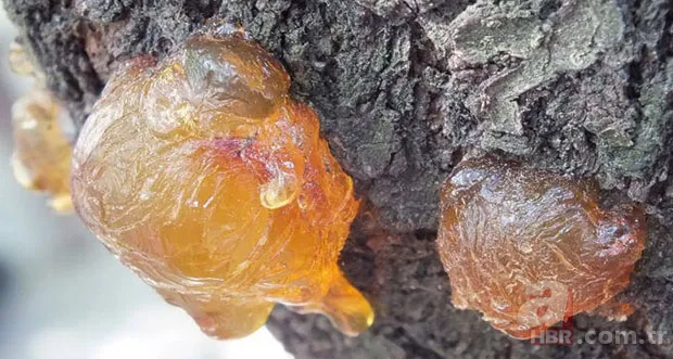 Egzamanın kökünü kurutan doğal ilaç tarifi! 2