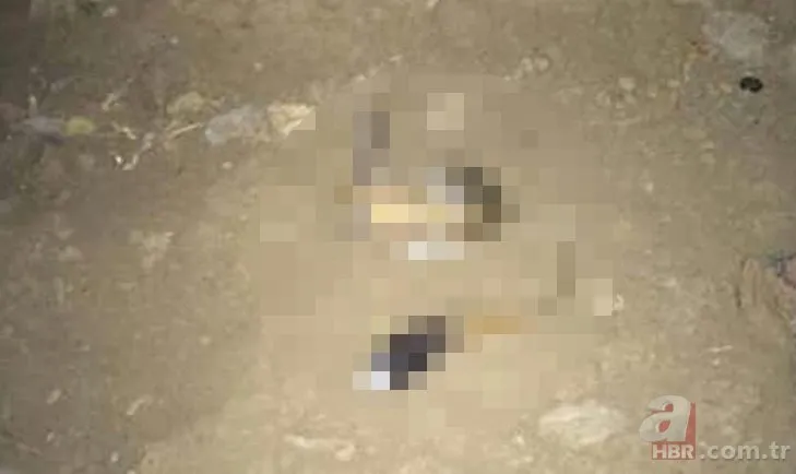 Şırnak’ta görüntülenen hayvan şoke etti! Tavşana benzettiler ama gerçek bambaşka çıktı