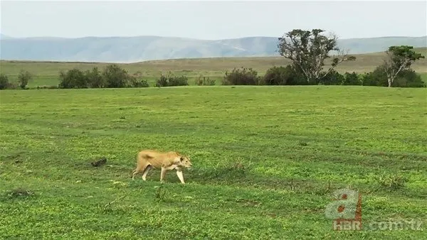 Serengeti’deki safaride inanılmaz görüntüler! O anlara tanık oldular