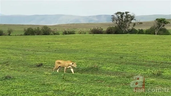 Serengeti'deki safaride inanılmaz görüntüler! O anlara tanık oldular