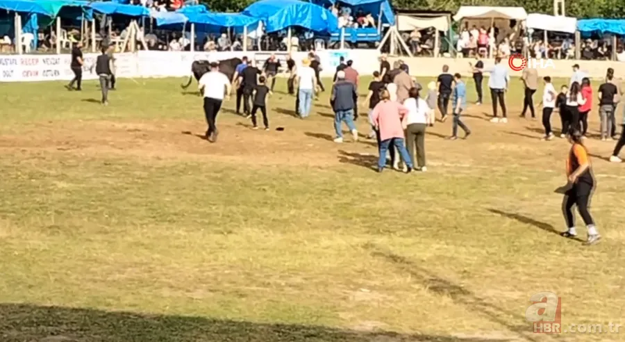 Şampiyon boğanın gazabı! Sahibine böyle saldırdı 5