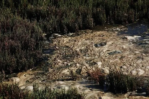 Flamingo Cenneti’ndeki skandala CHP'li belediye seyirci kaldı - 2