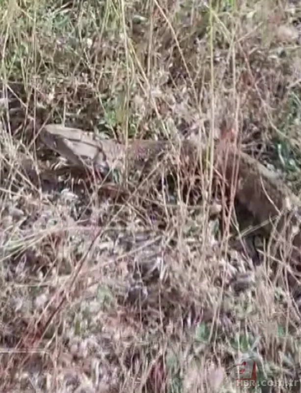 Doğada gezerken dev yılanla karşılaştı! Hemen telefona sarıldı 1