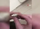 Torbacılara operasyon! Gözaltılar var
