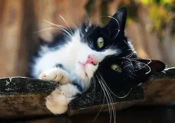 Kayıp Kedinin 9 Yıllık Gizemi Çözüldü: Sahte Kimlikle Yaşıyormuş!