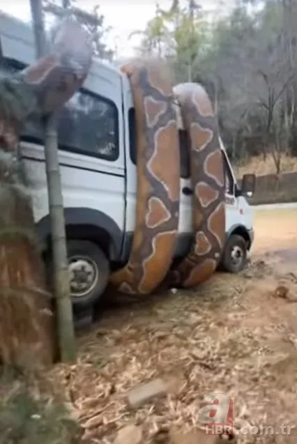 Bu görüntüler dehşete düşürdü! Dev anakonda arabayı sardı 17