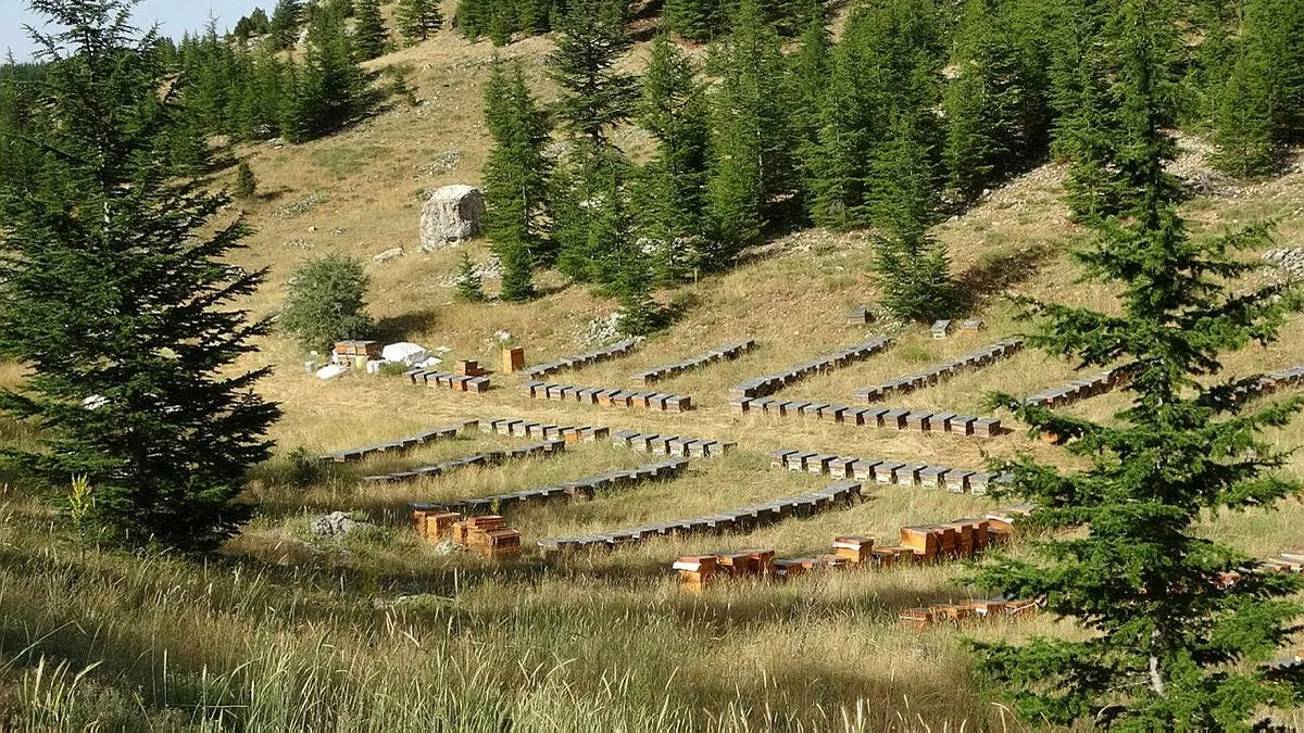 5 yılda bir hasadı yapılıyor! Tam bir şifa deposu! Kilosu bin TL