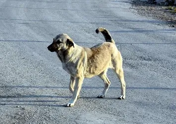 Başıboş köpekler için hayvan dostu formül! Soruna restoranlar el attı