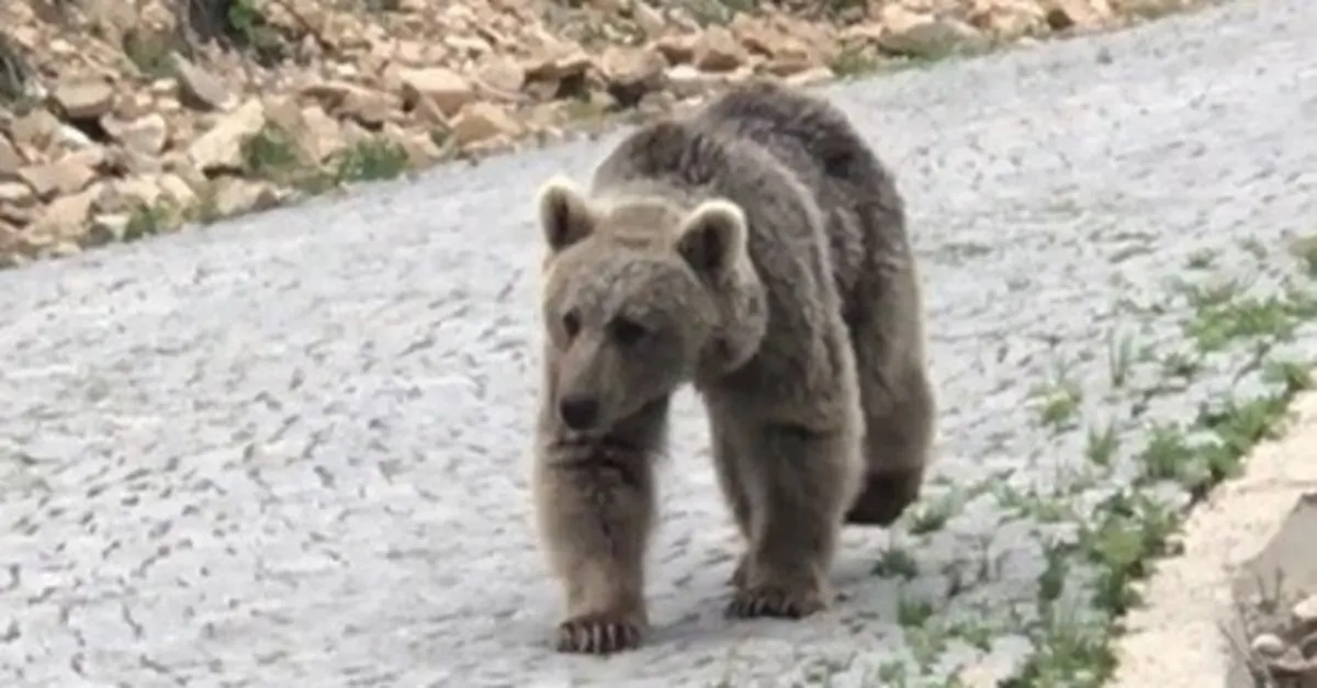 Trabzon’da gülümseten anlar! Yavru ayıya böyle seslendi