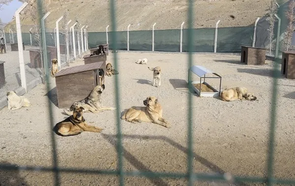 mamak-belediyesinden-sokak-kopeklerinin-olduruldugu-iddiasina-yalanlama-1669721383764.jpg Mamak Belediyesi’nden sokak köpeklerinin öldürüldüğü iddiasına yalanlama - 2