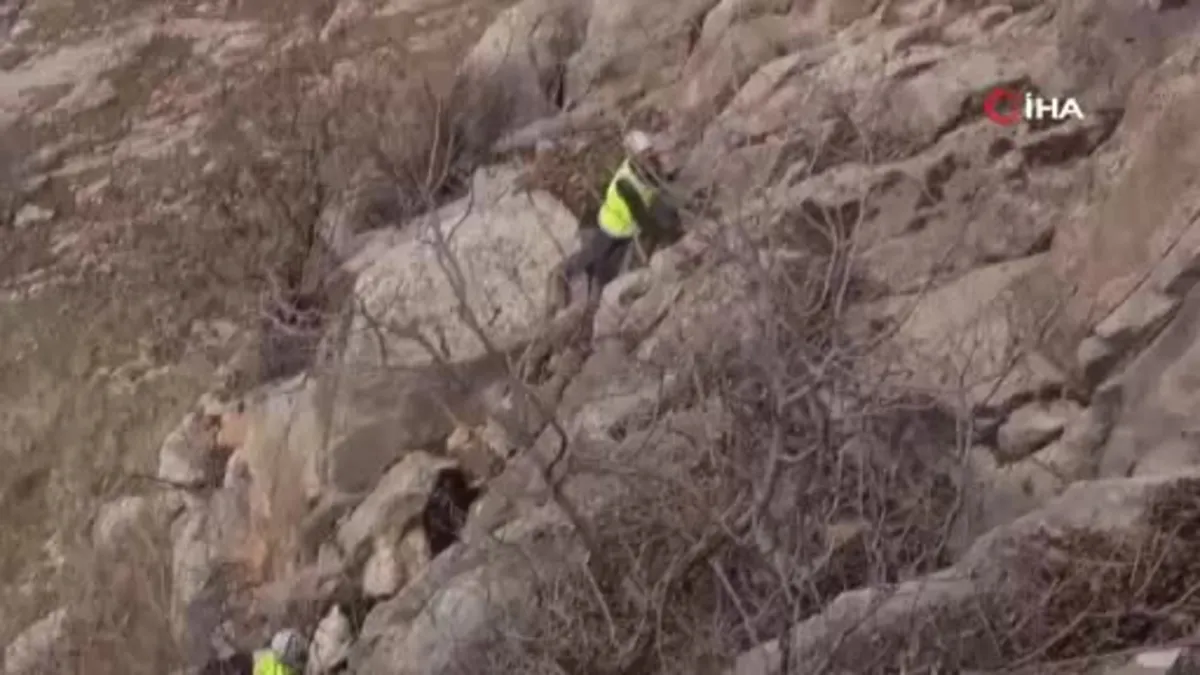 Siirt'te keçiler TikTok yüzünden mahsur kaldı