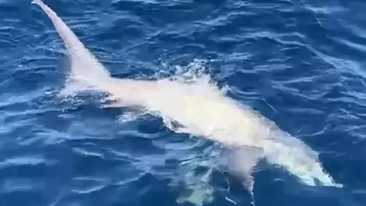 Çanakkale'de balıkçıların oltasına 6 metrelik köpek balığı takıldı