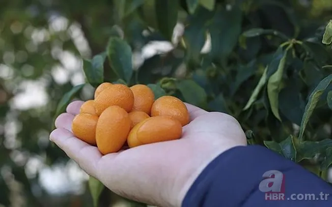 Ne mandalina ne portakal! Kabuğuyla yenen "küçük mücevher" resmen şifa bombası: Kansere dahi iyi geliyor 6