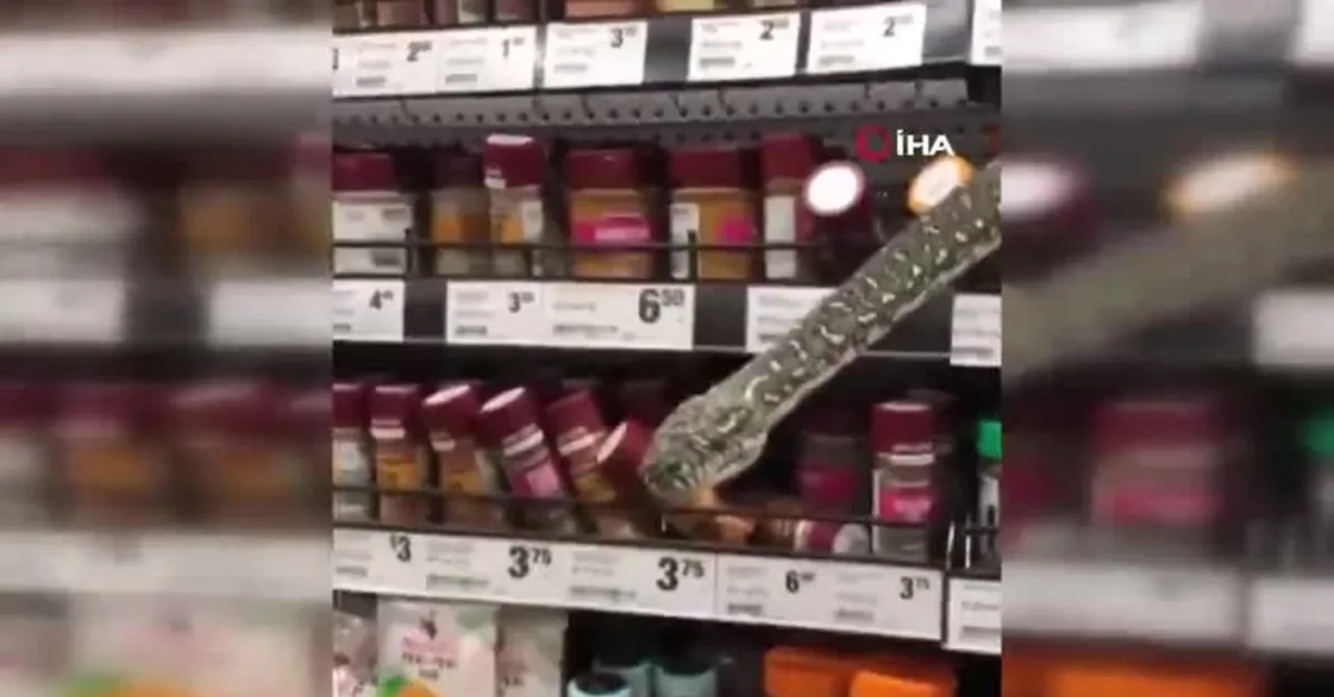 Markette dev piton paniği! Baharat reyonundan çıkıp...