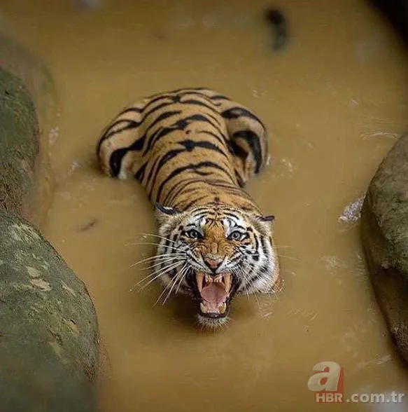 Böylesini daha önce hiç görmediniz 2