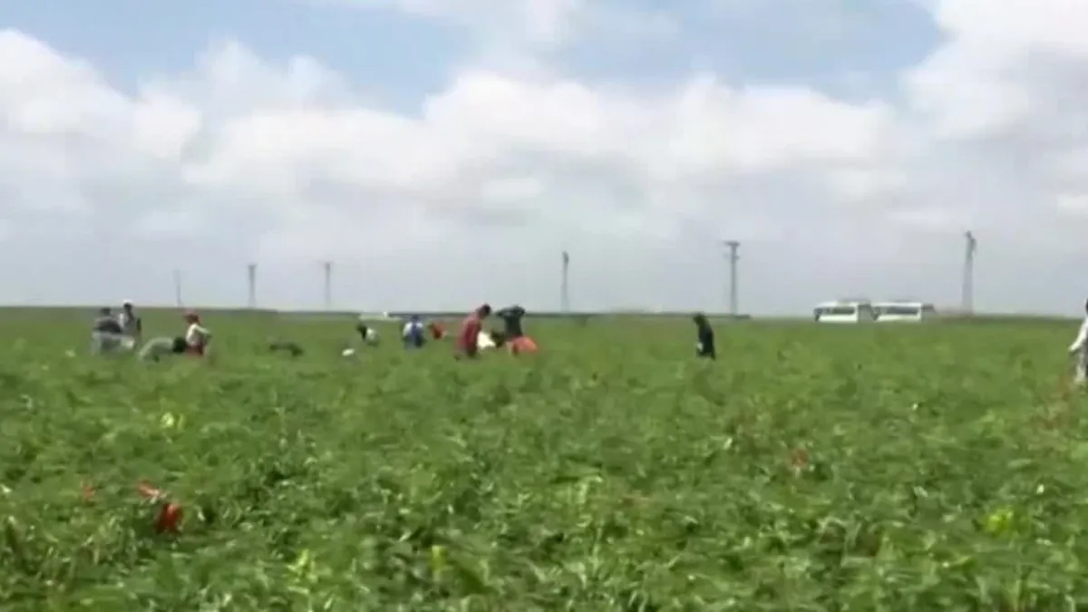 Salçalık biberde hasat vakti