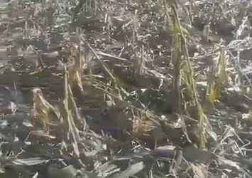 Elazığ'da yaban domuzları mısır tarlasını talan etti