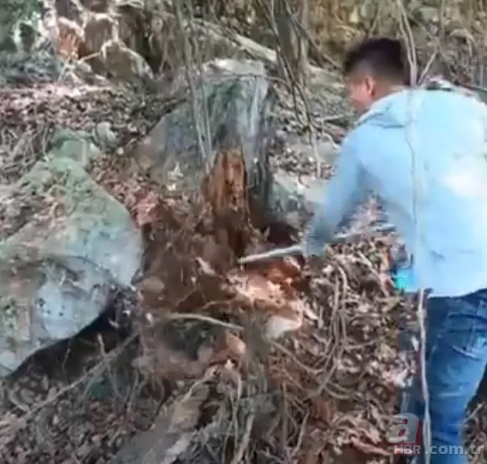 Anakonda ormanda insana saldırdı 🐍 Tam mağaraya götürürken... 1