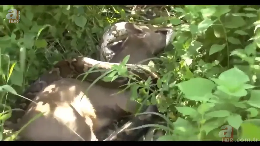 Anakonda yılanı ineği tek lokmada yuttu! O anlar böyle görüntülendi 16