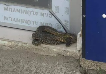 İş yeri önündeki 2 metrelik yılanı belediye ekibi yakaladı