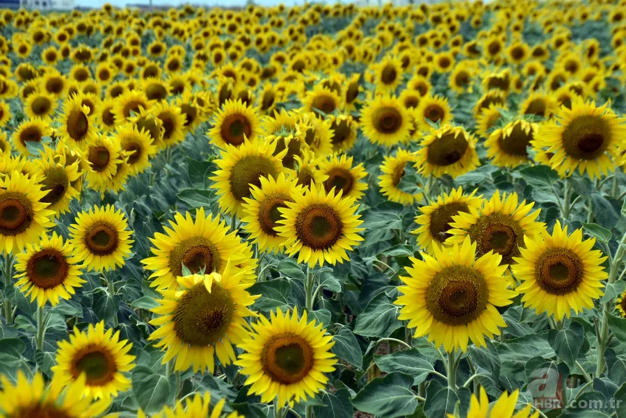 Bilinçaltımız onları sevmiyor! Psikolojiye göre en az tercih edilen renkler 4