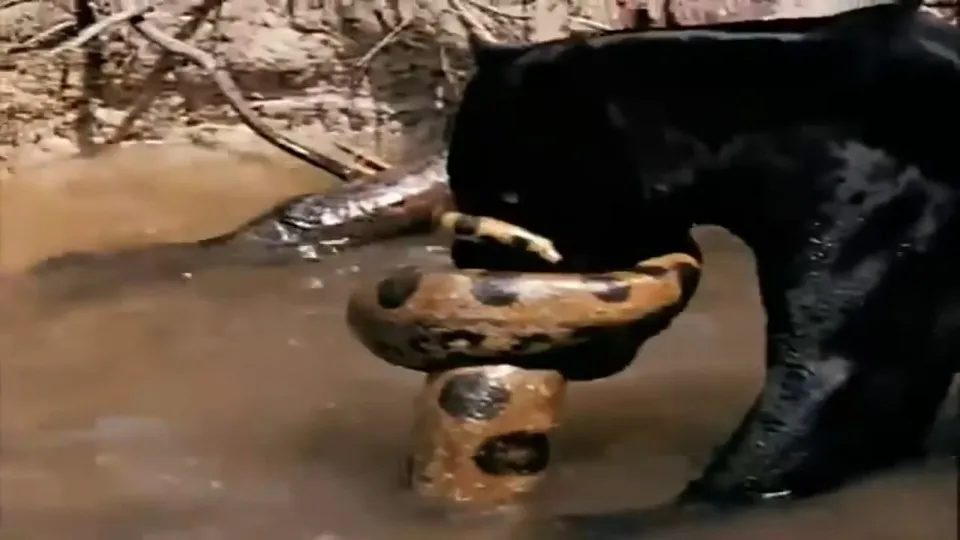 Dev anakonda yılanı ile siyah leopar karşı karşıya! Son anda öyle bir şey oldu ki...