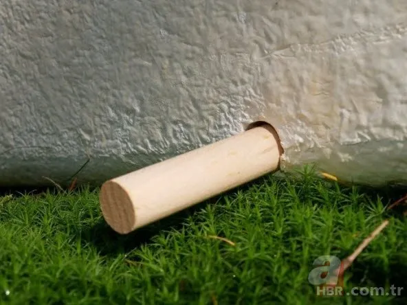 Altı haftada ayrışıyor! Cesetten beslenen tabut