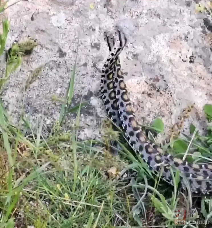 Görüntüler Türkiye'den... Gövde gösterisi yaptılar! 🐍 Zehirli yılanların dansı böyle görüntülendi 3