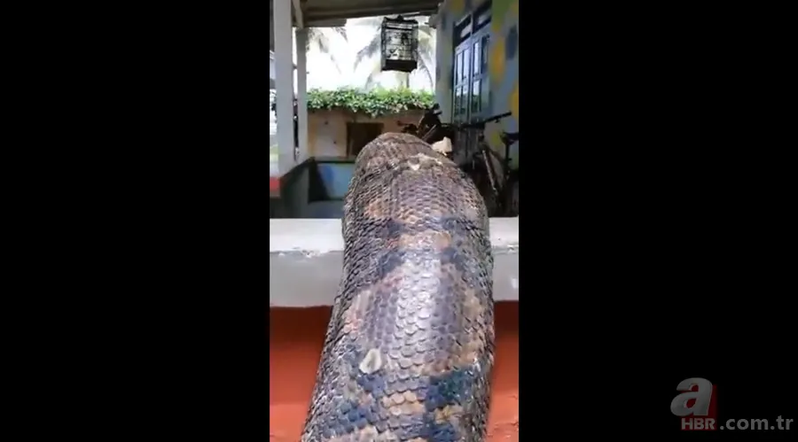 Bir yılan bunu neden yer? Pitonu ameliyat eden veterinerlerden sevinç çığlıkları 20