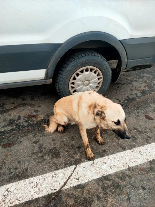 tekirdagda-kopegini-sopayla-dovdu-savunmasi-pes-dedirtti-1670306390752.jpg Tekirdağ’da köpeğini sopayla dövdü! Savunması 'pes' dedirtti - 1