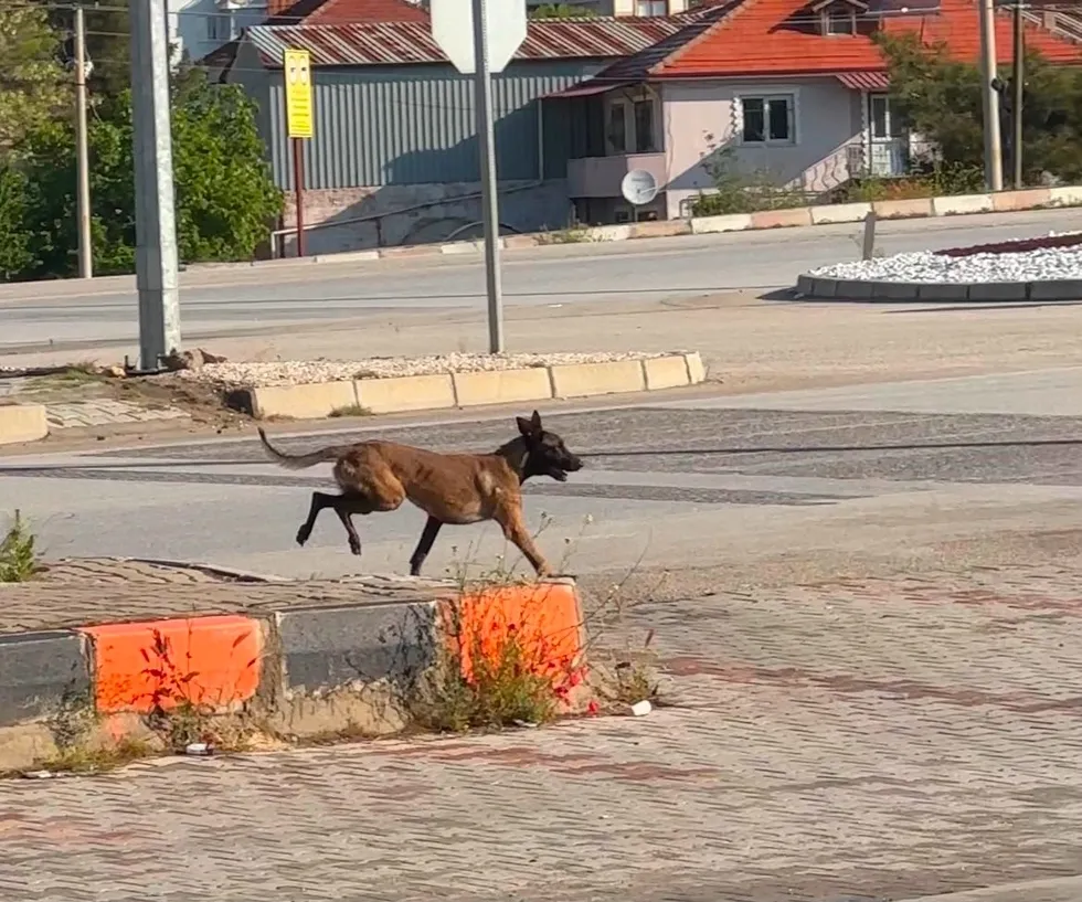 1781436168830.jpeg Afyonkarahisar'daki dinlenme tesisinde vahşet! Başıboş köpek kadının kolunu parçaladı - 2